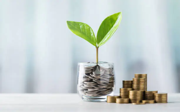 seedling from coins